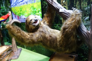 ʥޥ