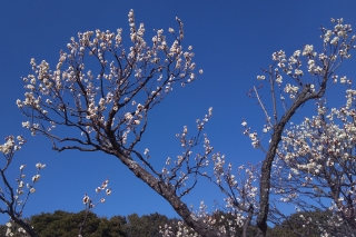 Ȭ������