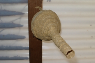 wasp nest